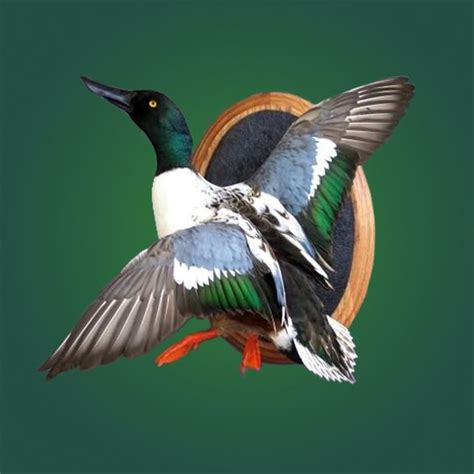 Waterfowl Mounts Waterfowl Mounts Photo Galleries Walnut Hollow