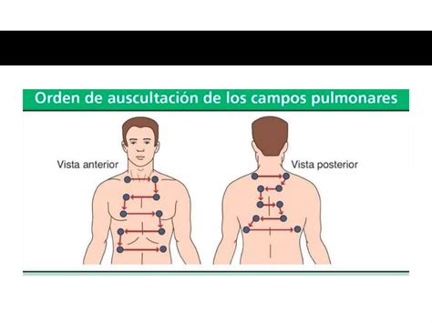 Exploración De Tórax Ppt