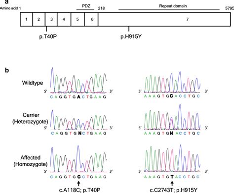 Schematic Figure Of The Ahnak Gene And Sequence Electropherograms Of