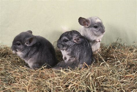 tips for chinchilla injured easily 1
