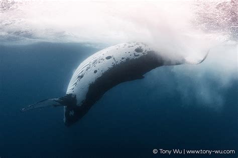 Humpback Whale Tail Slap Viewed Underwater