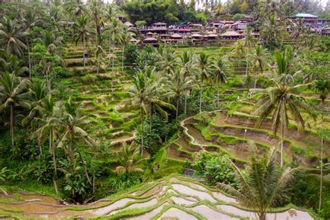 Tegalalang Rice Terrace - Bali Semara Tour