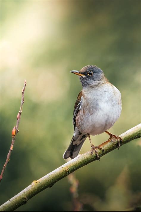 Burung Sariawan Pucat Turdus Foto Gratis Di Pixabay