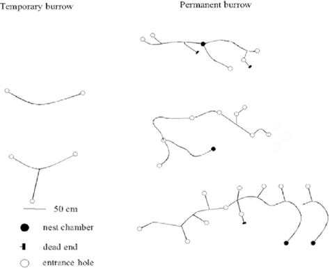 Top view of burrow system types of Plateau pikas: Temporary burrow and... | Download Scientific ...