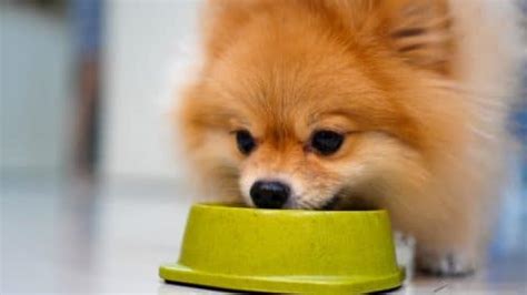 The 11 Best Dog Foods for Small Breeds