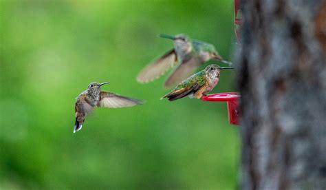 Broad Tailed Hummingbird Palisade Ranger Station Mount Lemmon Tucson Az