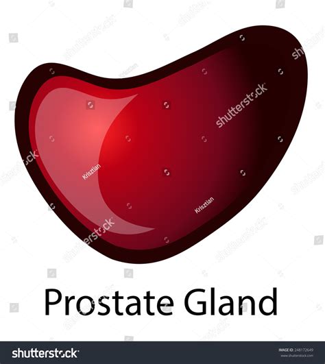 Human Prostate Gland Vector Illustration Isolated Stock Vector Royalty