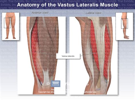 Anatomy Of The Vastus Lateralis Muscle Trialquest Inc