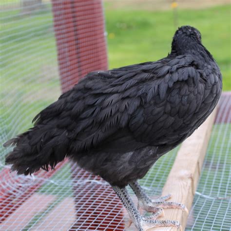 Black Australorp Backyard Chickens Learn How To Raise Chickens