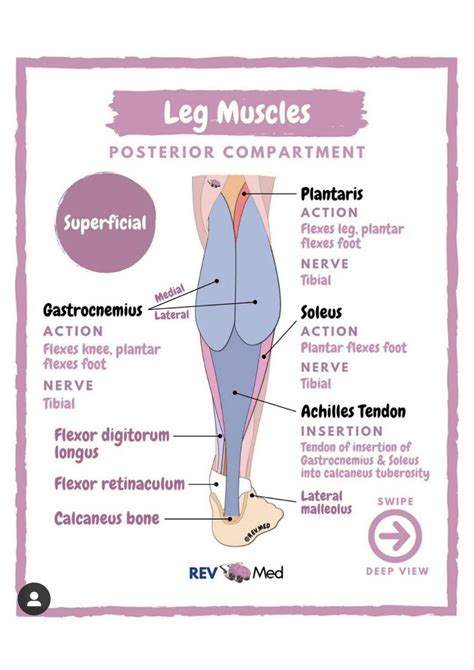 SOLUTION Femoral Triangle Femoral Nerve And Artery And Vein And Empty