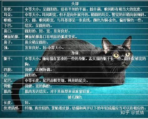 每天带你了解一种猫——孟买猫 知乎