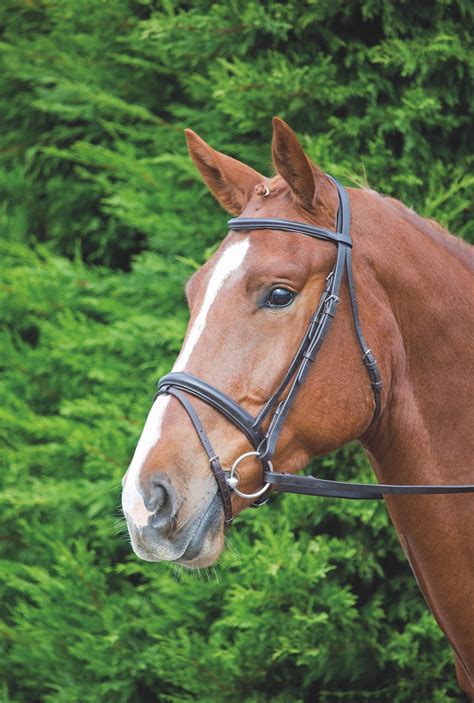 Shires Velociti GARA Comfort Fit Bridle – Eland Lodge