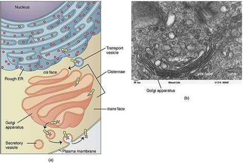 Cell Vesicle Diagram