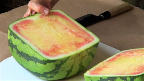 All About Japans Square Watermelons W Video Tokyo Cheapo