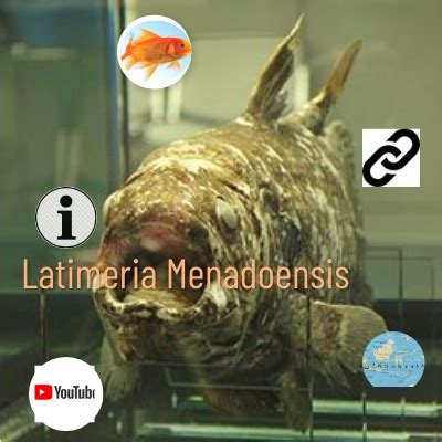 LATIMERIA MENADOENSIS