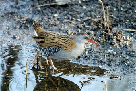 The Rallidae rock! by Auriel Fournier | Nemesis Bird