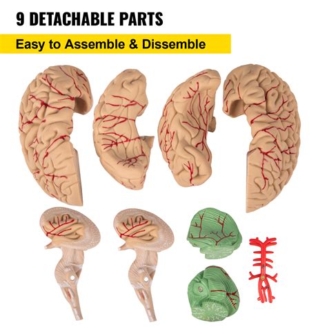 VEVOR Human Brain Model Anatomy 9-Part Model of Brain Life Size Human