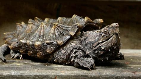 Самые необычные черепахи | Грифовая черепаха, Черепаха, Рептилии