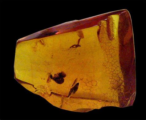 Amber Fossils, Fossil insects, Arachnids, Reptiles, Amphibians