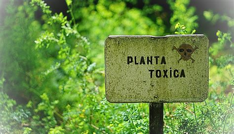 Plantas venenosas Conheça as ameaças ocultas no seu jardim Plante