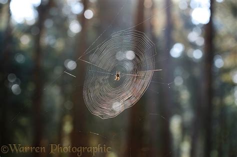 Garden Spider web photo WP13690