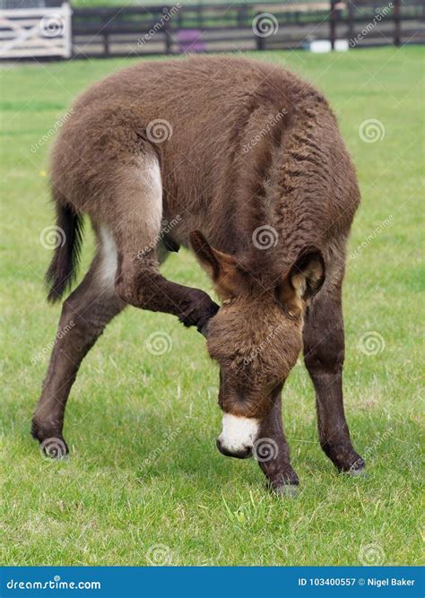 Cute Donkey Foal Stock Image Image Of Nativity Baby 103400557