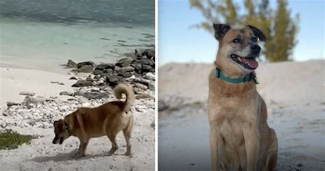 potcake dog greets guests  familys island airbnb