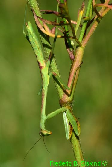 Carolina Mantid Nymph I Believe Stagmomantis Carolina Bugguidenet