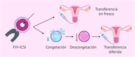 Transferencia de embriones congelados Cuál es la tasa de éxito