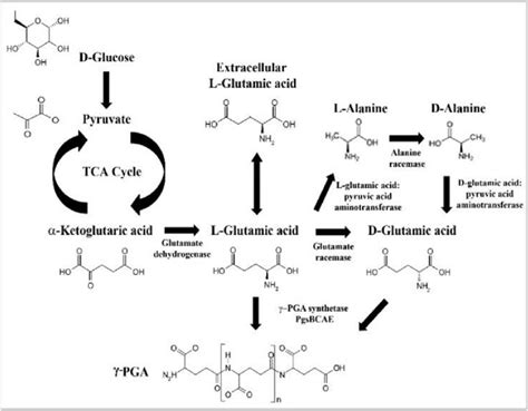 Biosynthetic routes for the formation of poly ɣ glutamic acid