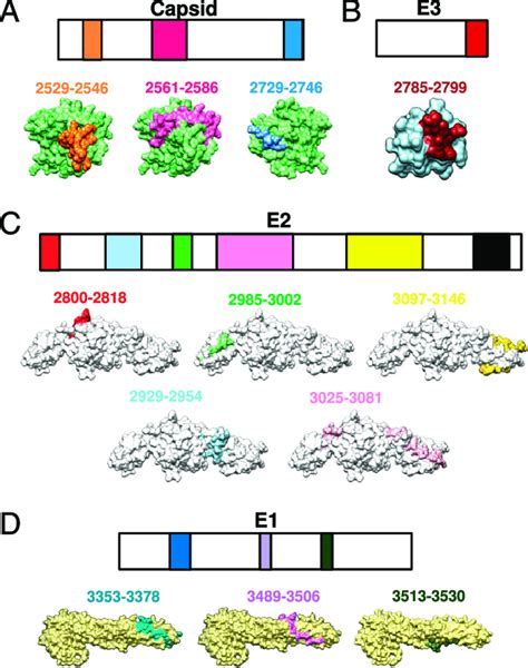 Localization Of Identified Chikv B Cell Epitopes Within Chikv