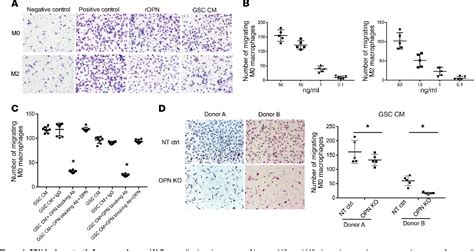 Figure 1 From Osteopontin Mediates Glioblastoma Associated Macrophage