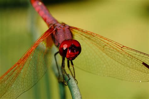 Dragonfly Serangga Makro Foto Gratis Di Pixabay Pixabay