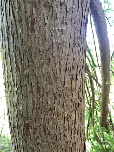 Cypress Tree Bark