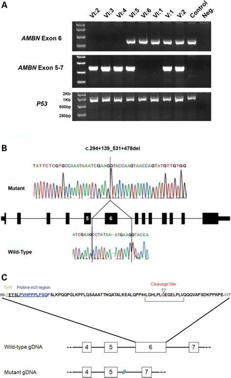 Genotyping Of The Mutation And Identification Of The Deletion