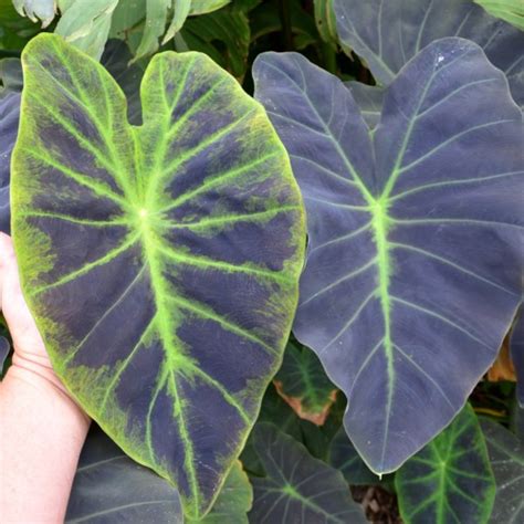 Colocasia Brians Botanicals