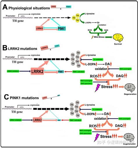 CMLS周志东团队揭秘酪氨酸羟化酶 多巴胺通路在帕金森病中的病理机制 知乎