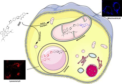 Novel Dual Organelle Targeting Probe Rcpp For Simultaneous