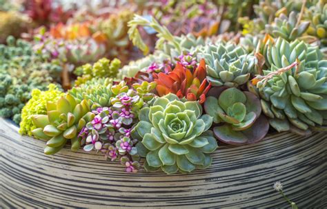 How to Grow and Care for Succulents Indoors - Newsweek