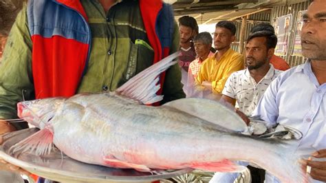 ৬৭ কেজি ওজনের পদ্মা নদীর আইর মাত্র ৬৭০০ টাকা নিলামে Bangladesh Fish