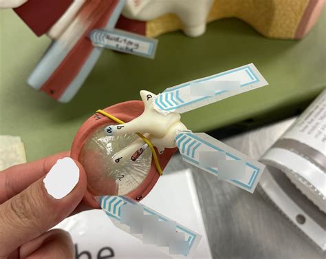 tympanic membrane Diagram | Quizlet