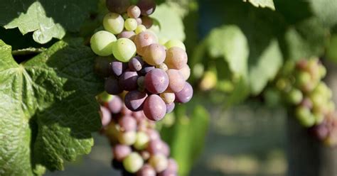 Pinot Gris Vs Pinot Grigio What Is The Difference