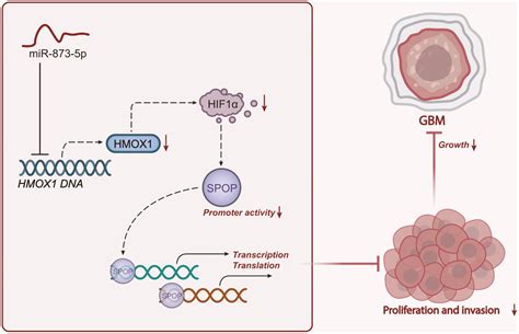 Tumor Suppressive Function And Mechanism Of Mir P In Glioblastoma