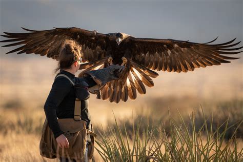 From Obsessed 14 Year Old To Masterclass Falconer — Golden Eagle Audubon