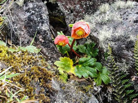 Corazon Volcano Flora Ecuventure