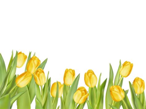 Premium Vector Isolated Tulip Frame Arrangement On A White Background