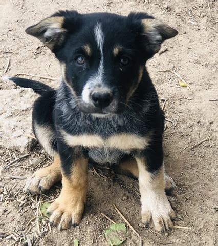 Aussie Heeler Pups Nex Tech Classifieds