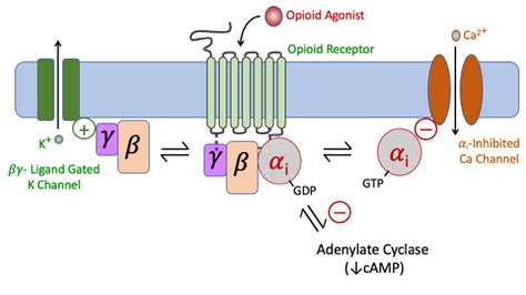 Opioid Signal Transduction TUSOM Pharmwiki