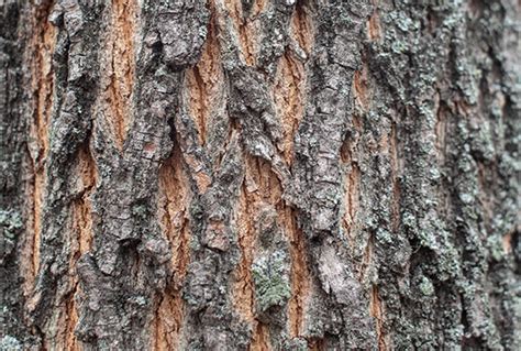 110 Free Natural Tree Textures For Photoshop