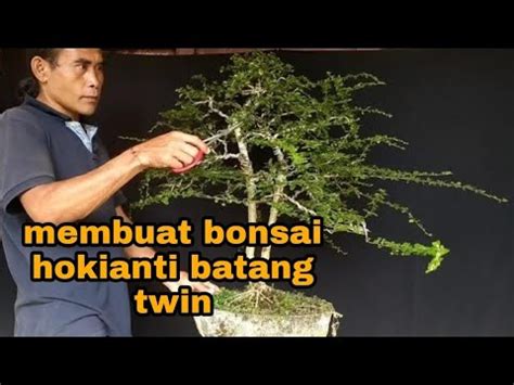 BONSAI HOKIANTI CARA MEMBUAT BONSAI HOKIANTI YouTube